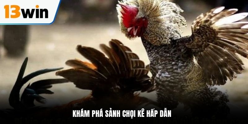 Khám phá sảnh chọi kê hấp dẫn