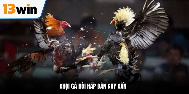 Chọi gà nòi hấp dẫn gay cấn