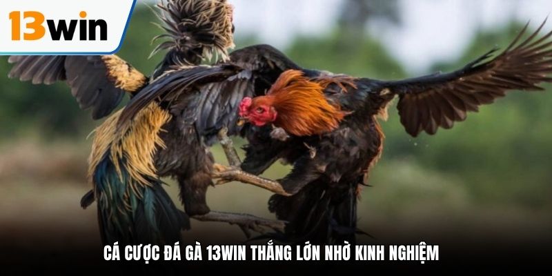 Cá cược đá gà 13WIN thắng lớn nhờ kinh nghiệm