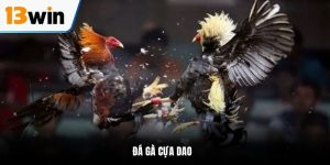 đá gà cựa dao tại 13win