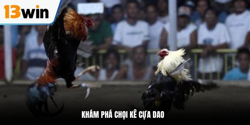 Khám phá chọi kê cựa dao