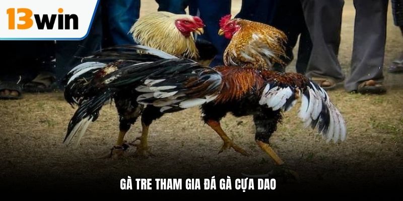Gà tre tham gia đá gà cựa dao