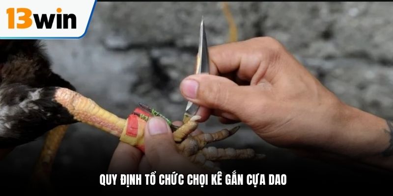 Quy định tổ chức chọi kê gắn cựa dao