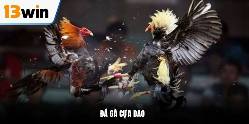 đá gà cựa dao tại 13win